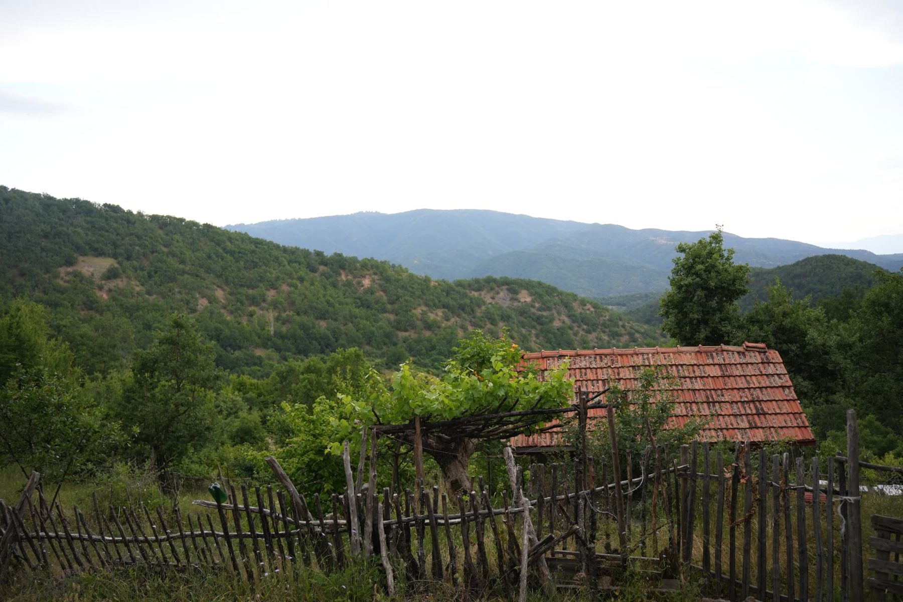 Стара куќа со лозница